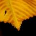 Leaves turn color as fall moves into the west side of Ann Arbor. Melanie Maxwell I AnnArbor.com
